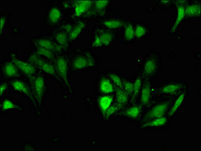HOXD12 Antibody
