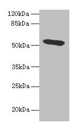 Hpx Antibody