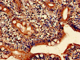 HRH1 Antibody