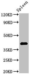 HS2ST1 Antibody
