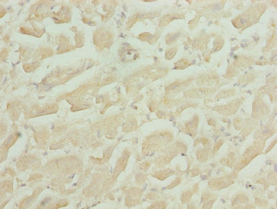 HS3ST1 Antibody