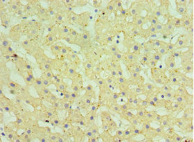 HSD11B1 Antibody