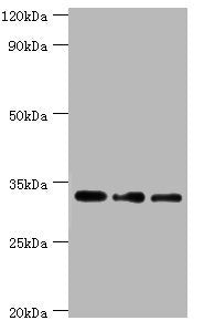 HSD11B1 Antibody