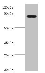 HSD17B4 Antibody