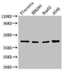 HSD3B1 Antibody