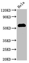 HSF1 Antibody