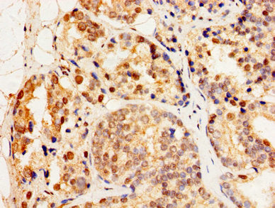 HSF2 Antibody