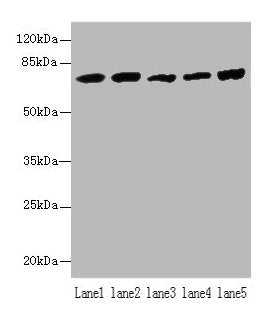 Hspa1b Antibody