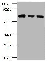HSPA2 Antibody