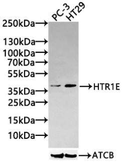 HTR1E Antibody