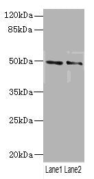 HTR3B Antibody