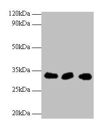HUS1 Antibody