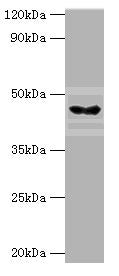 HYAL3 Antibody