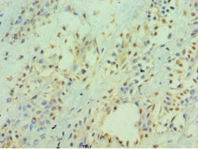 ICAM2 Antibody