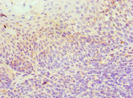 ICOSLG Antibody