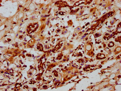 ID2 Antibody