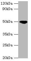 IDH2 Antibody