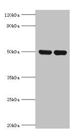 IDH2 Antibody