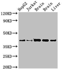 IDH3A Antibody