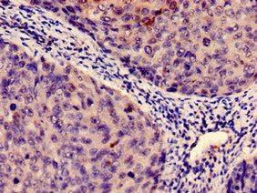 IDO1 Antibody