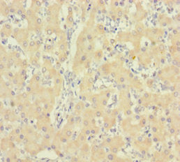 IDO2 Antibody