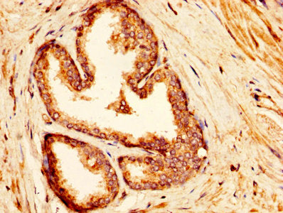 IDUA Antibody