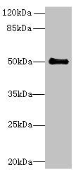 IFI44 Antibody