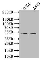 IFI44L Antibody