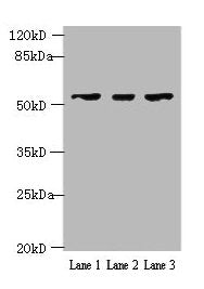 IFIT5 Antibody