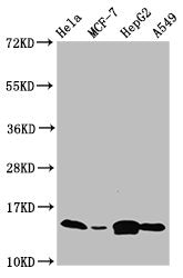 IFITM2 Antibody