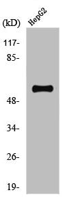 Phospho-TH (S71) Antibody
