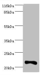 IFNA10 Antibody