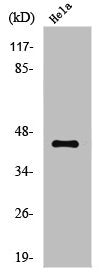 JUN Antibody