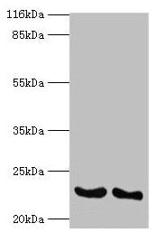 IFNA14 Antibody