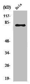 EZR Antibody