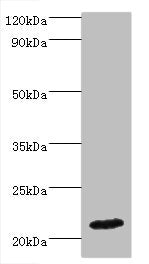 IFNA4 Antibody