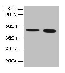 TTC1 Antibody