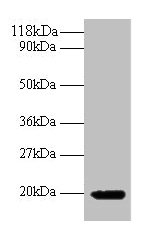 IFNG Antibody
