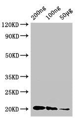 IFNG Antibody