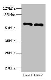 IFRD2 Antibody