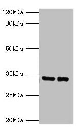 SRM Antibody