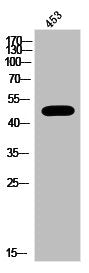 IRF3 Antibody