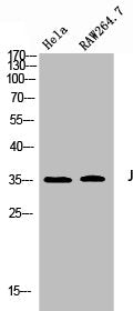 JUNB Antibody