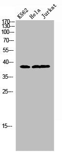 JUND Antibody