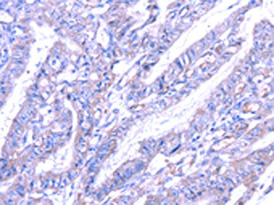 THAP6 Antibody