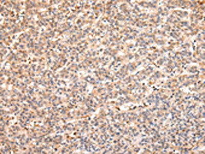 RERE Antibody