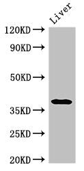 PRKAG1 Antibody