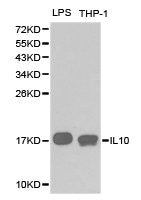 IL10 Antibody