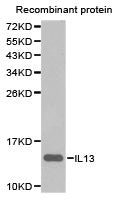 IL13 Antibody