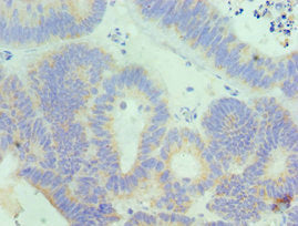 IL18RAP Antibody